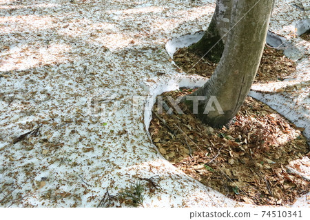 山毛櫸的根部開口開始出現地面 山毛櫸的根部開口開始出現地面 74510341