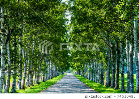 北海道音更町十勝農場的一排白樺樹 74510483