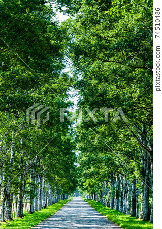 Row of white birch trees at Tokachi Farm, Otofuke Town, Hokkaido 74510486