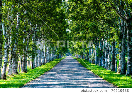 Row of white birch trees at Tokachi Farm, Otofuke Town, Hokkaido 74510488
