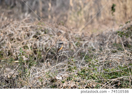 與一隻小鳥(Daurian Redstart)在死地裡的風景 與一隻小鳥(Daurian Redstart)在死地裡的風景 74510586