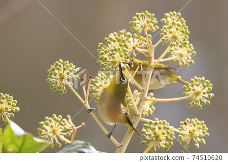 吮吸花蜜的白眼野鳥白眼Mejiro Mejiro 吮吸花蜜的白眼野鳥白眼Mejiro Mejiro 74510620