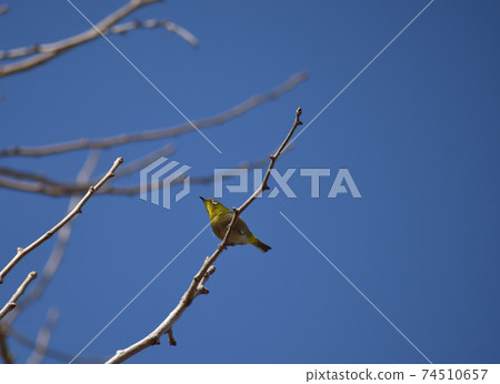 White-eye perching on a branch against the background of the blue sky in early spring White-eye perching on a branch against the background of the blue sky in early spring 74510657