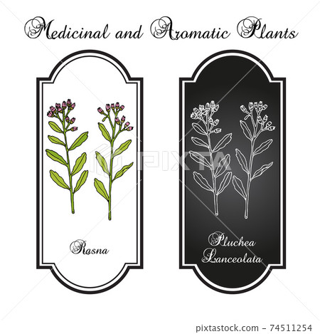Rasana, or Rasna pluchea lanceolata , medicinal plant Rasana, or Rasna pluchea lanceolata , medicinal plant 74511254
