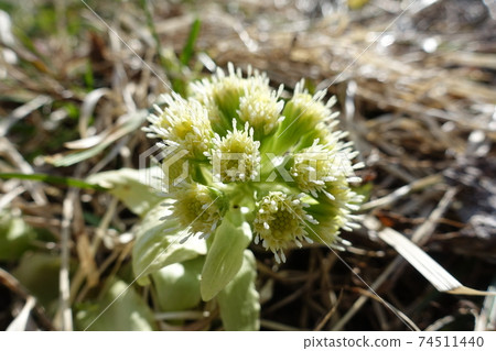 吹牛頭 吹牛頭 74511440