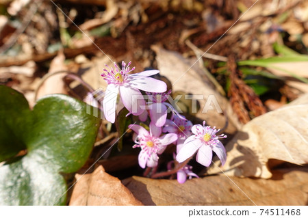 Yukiwarizou Yukiwariso 74511468