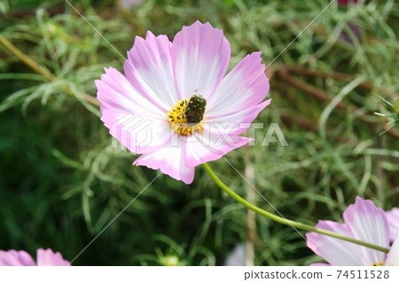 鯨科棲息在波斯菊上 74511528