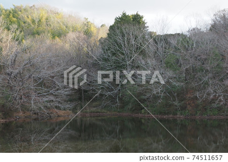 冬季池塘的風景 冬季池塘的風景 74511657