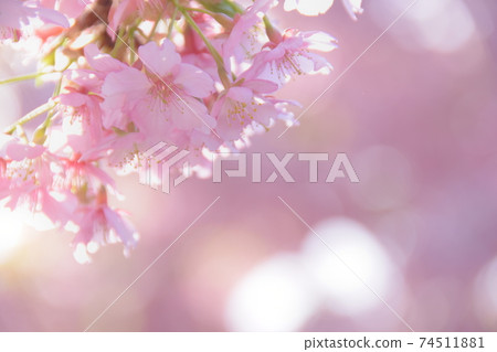 Kawazu cherry blossoms feeling the arrival of spring Kawazu cherry blossoms feeling the arrival of spring 74511881