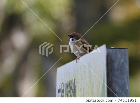 一隻麻雀站在標有“大面積疏散地點”的標牌上 一隻麻雀站在標有“大面積疏散地點”的標牌上 74511951