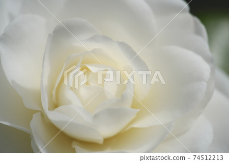 A pure white camellia flower that was beautiful in the early spring sun 74512213