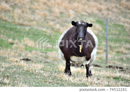Goat to stop 74512281