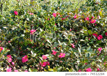 山茶花樹 74512284