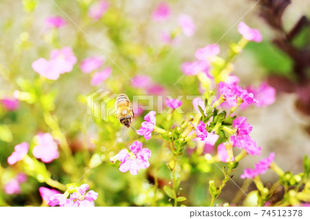 小花和蜜蜂 74512378