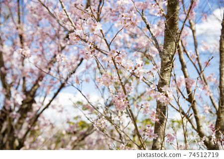 Keio Mogusaen Keio Sakura Keio Mogusaen Keio Sakura 74512719