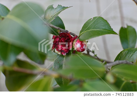 凋謝的山茶花和新芽 凋謝的山茶花和新芽 74512883
