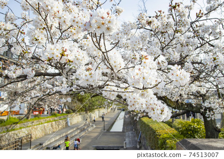 Horikawa promenade and row of cherry blossom trees 74513007