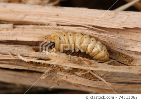 Longhorn beetle larva that came out of the tree Longhorn beetle larva that came out of the tree 74513062