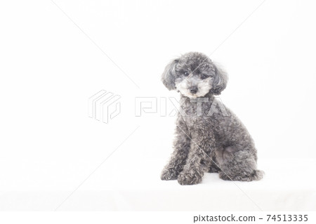 Sit black toy poodle Sit black toy poodle 74513335