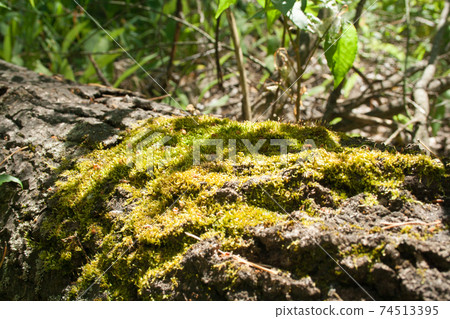 Green moss on a tree Green moss on a tree 74513395