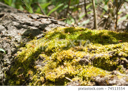 Green moss on a tree Green moss on a tree 74513554