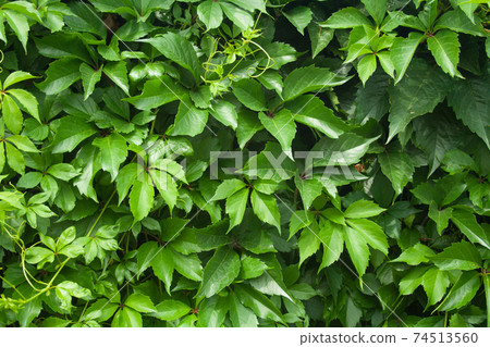 Green wall of virginia creeper Green wall of virginia creeper 74513560