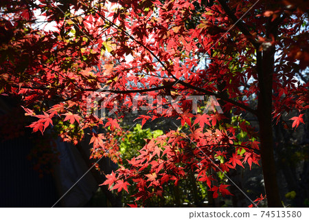 Kun Shizuyama Yakuoji Temple Autumn Leaves # 48 Kun Shizuyama Yakuoji Temple Autumn Leaves # 48 74513580