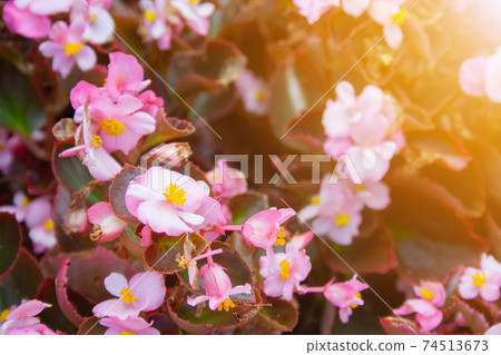 Gegonia flowers Gegonia flowers 74513673