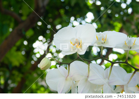 White orchid 74513820