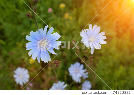 Close up chicory flowers 74513821