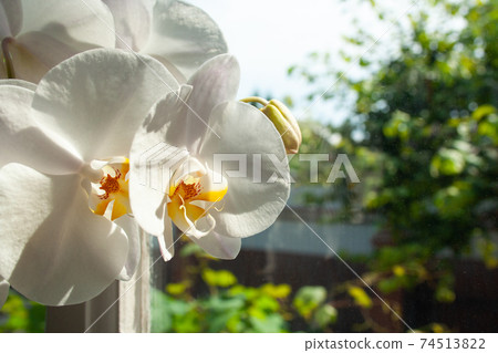 White orchid 74513822