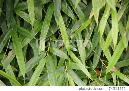 竹葉在柵欄上的特寫 74513851