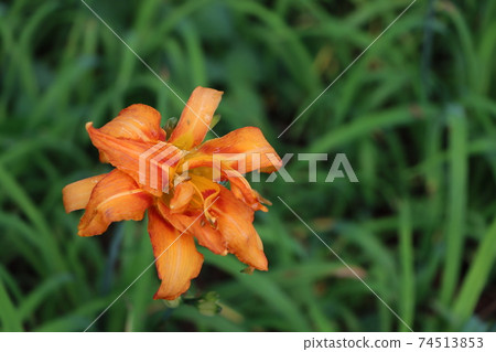 特寫明亮的橙色百合花和露水粘附 特寫明亮的橙色百合花和露水粘附 74513853