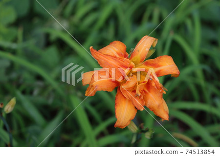 特寫明亮的橙色百合花和露水粘附 特寫明亮的橙色百合花和露水粘附 74513854