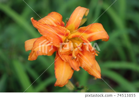 特寫明亮的橙色百合花和露水粘附 特寫明亮的橙色百合花和露水粘附 74513855