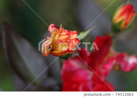 Close up of roses in buds 74513863