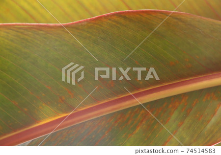 Light red leaves that shine in the light Light red leaves that shine in the light 74514583