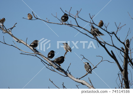 Starling family Starling family 74514586