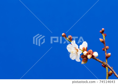 Flowering of plum blossoms that signal the arrival of spring 74514643