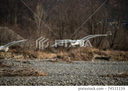 Swan before landing 74515139