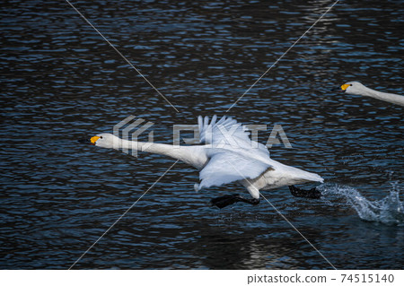 Swan that started running 74515140