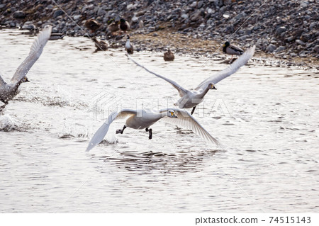 Swan that started running 74515143