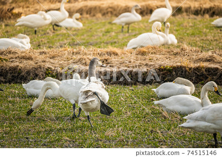 Flock of swans in a wheat field Flock of swans in a wheat field 74515146