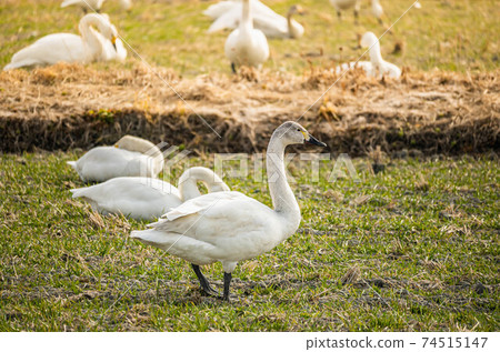 麥田天鵝 麥田天鵝 74515147