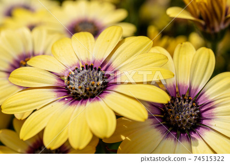 黃色非洲雛菊特寫 黃色非洲雛菊特寫 74515322