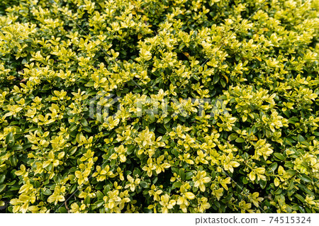 Sprout of Kinmetsuge 74515324