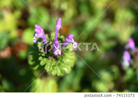 Hotokenosa（佛座） 74515373