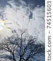樹木覆蓋著冬天的天空 74515603