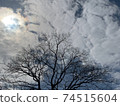 樹木與陽光和冬日的天空重疊 74515604
