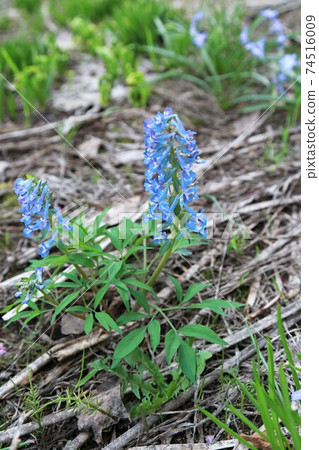 Ezoengosaku 74516009